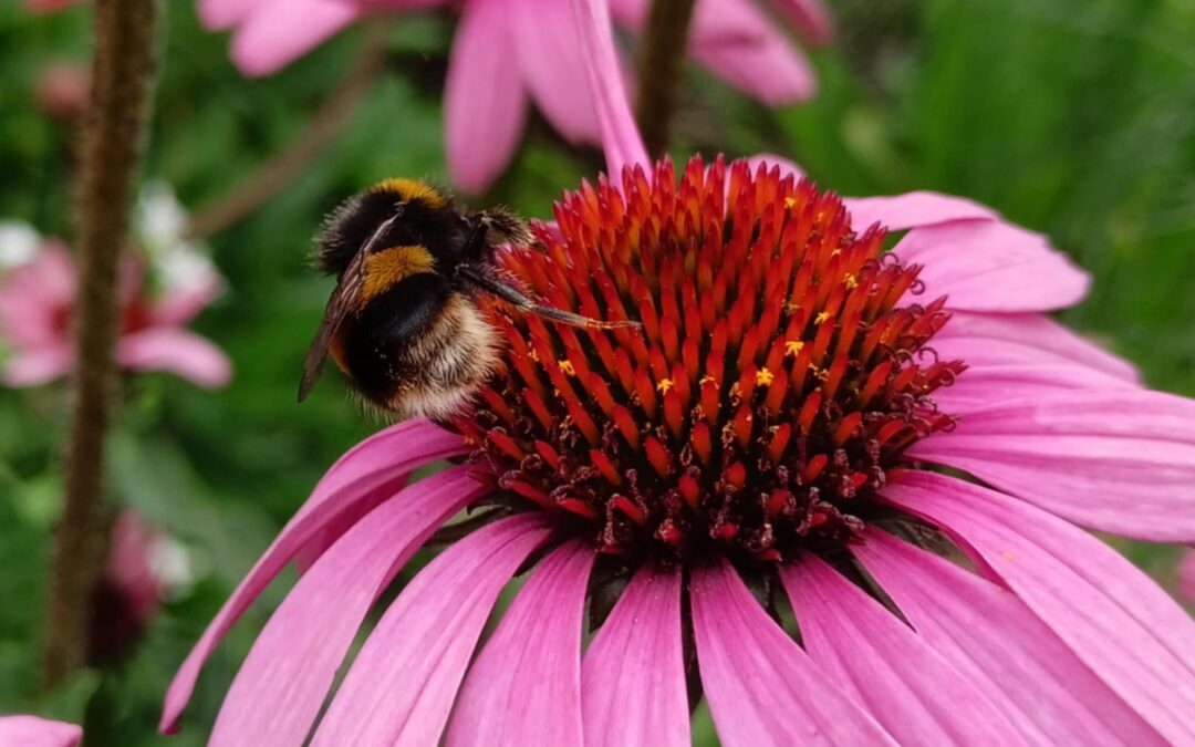 Bumbling about