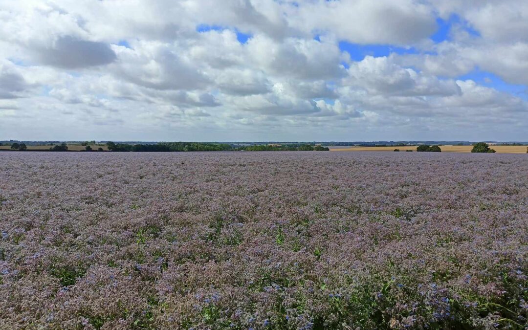 Not Provence