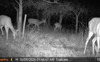 Things that go grunt in the night