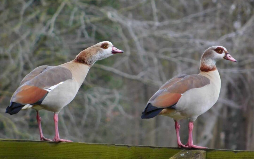 Acting the goose