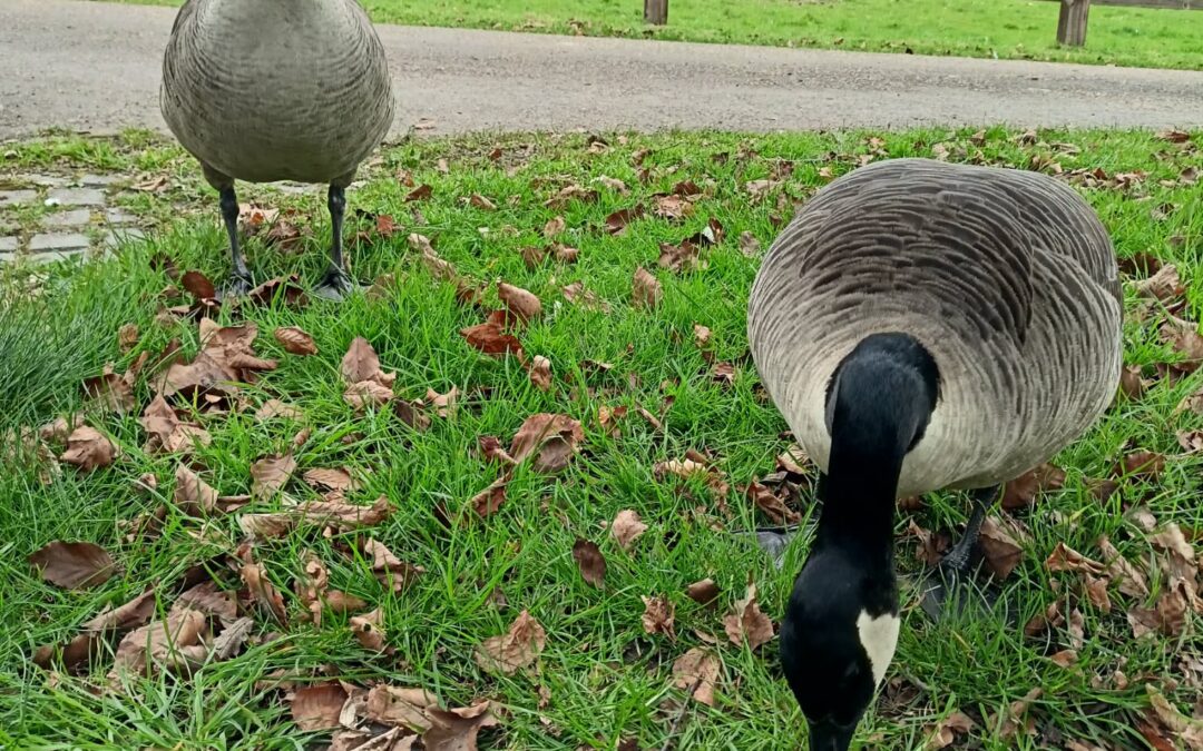 What’s good for the goose