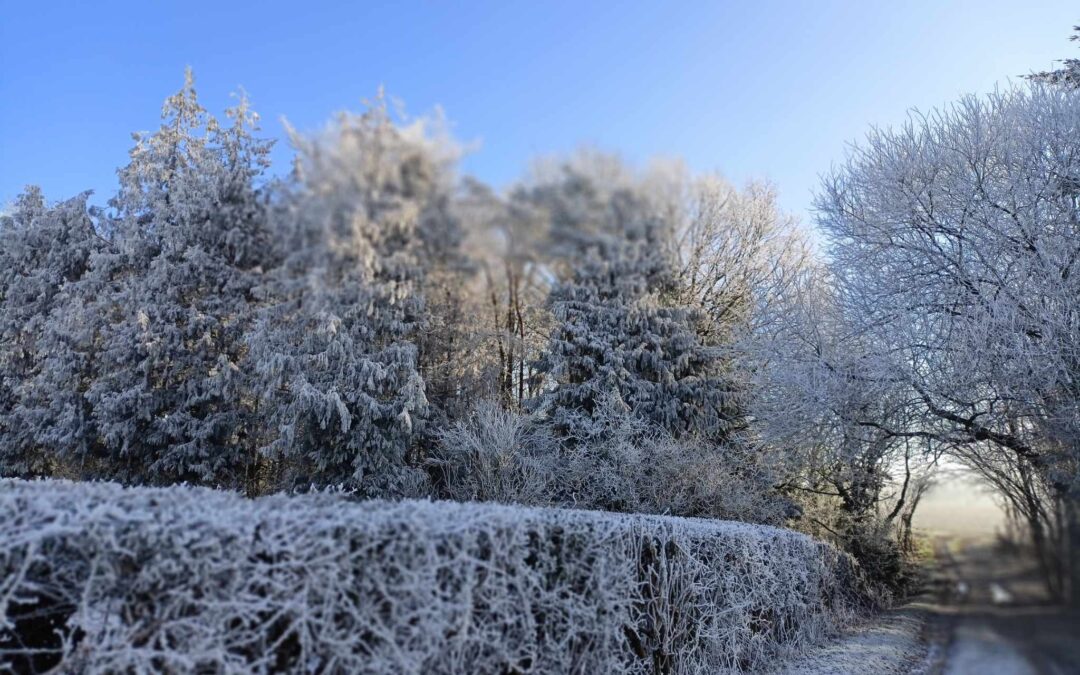 Hoary