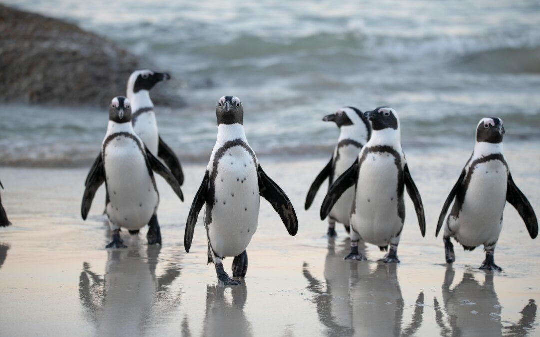 The Penguins are revolting!