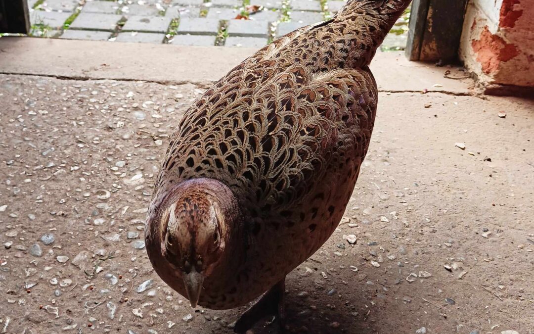 The Birdman of Birdbrook