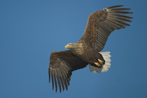Big Bird Watch
